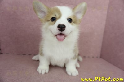 05/09雙色柯基犬母幼犬3號(台北北投)3