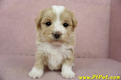 02/07奶油色馬爾泰迪母幼犬(嘉義東區)3