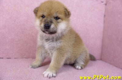 12/10赤色柴犬公幼犬6