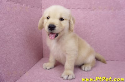 07/18黃金獵犬母幼犬(嘉義)12