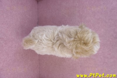 11/23馬爾泰迪公幼犬(高雄)14