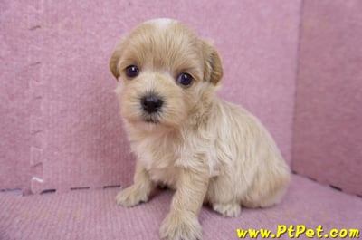 08/06奶油色馬爾泰迪母幼犬2號(高雄鼓山)5