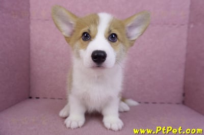 10/10雙色柯基犬母幼犬(高雄大寮)4