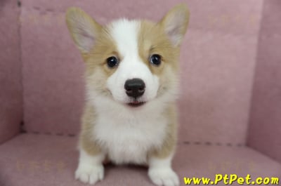 05/09雙色柯基犬母幼犬2號(高雄前鎮)4