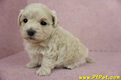 03/14奶油色馬爾泰迪母幼犬(新竹竹東)6