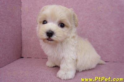 08/02奶油色馬爾泰迪公幼犬(桃園龍潭)11