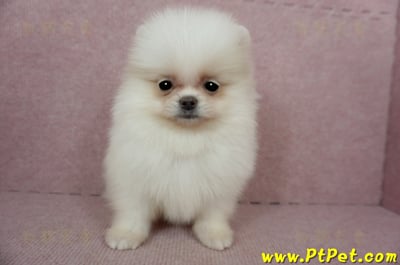 02/11迷你型松鼠白博美公幼犬(屏東里港)1