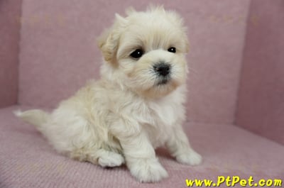 01/10奶油色馬爾泰迪母幼犬1號(新北中和)6