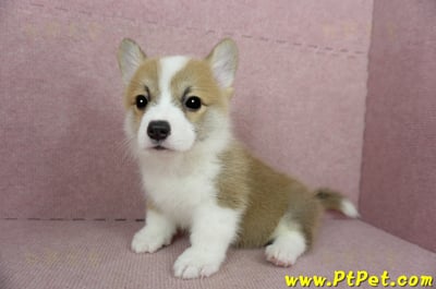 02/09雙色柯基犬公幼犬(新竹)10