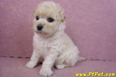 01/01泰迪比熊母幼犬10