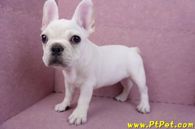 07/25奶油色法國鬥牛母幼犬(ASHTON, MD, USA)10