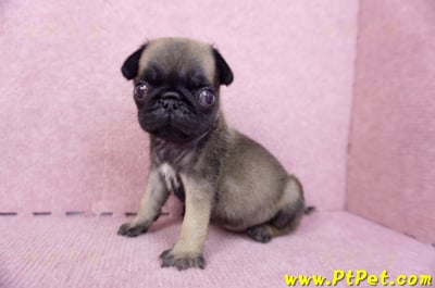 09/08巴哥母幼犬3號(新北五股)11