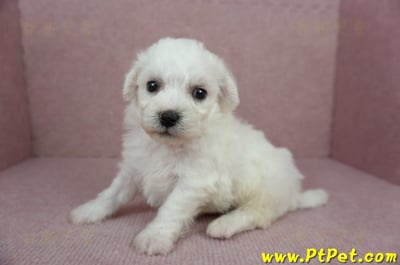 01/12比熊犬公幼犬2號(高雄大樹)5