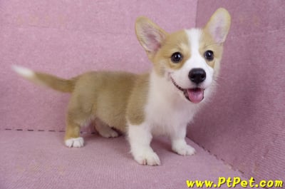 05/27雙色柯基犬公幼犬(台中西屯)11