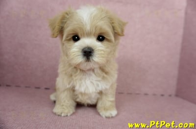 04/11奶油色馬爾泰迪公幼犬1號(桃園市)4