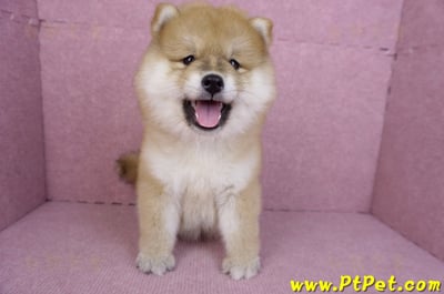 11/19赤色長毛柴犬母幼犬(新竹竹東)3