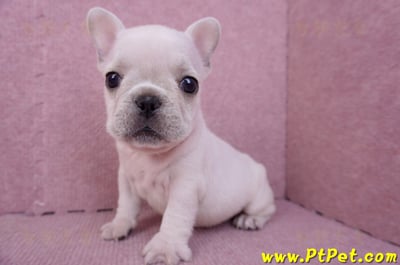 07/25奶油色法國鬥牛母幼犬3號(屏東內埔)11