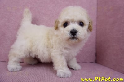 09/23泰迪比熊母幼犬1號(新北樹林)4