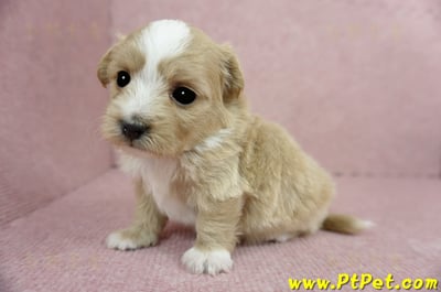 03/21奶油色馬爾泰迪 I 母幼犬1號(台中南屯)6