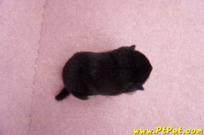 07/05黑色柴犬母幼犬1號(屏東長治)7