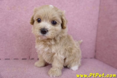 10/18馬爾泰迪母幼犬2號(南投竹山)7