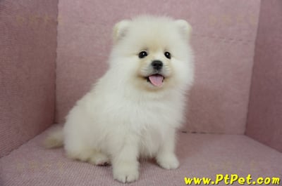 12/15迷你型松鼠白博美公幼犬(台東市)7