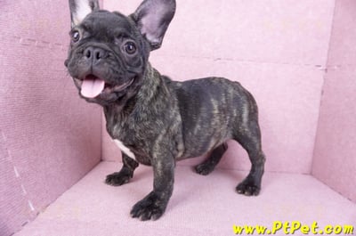 09/18虎斑色法國鬥牛母幼犬11