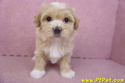 01/30馬爾泰迪公幼犬2號(新竹竹北)2