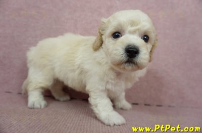 11/08泰迪比熊公幼犬1號(屏東東港)6