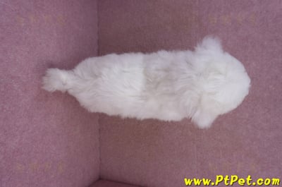 02/14比熊犬母幼犬13