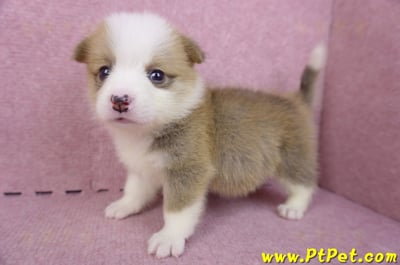 04/16雙色柯基犬母幼犬2號7