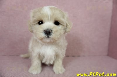 01/15奶油色馬爾泰迪 I 母幼犬(高雄新興)5