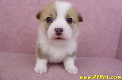 07/09雙色柯基犬公幼犬1