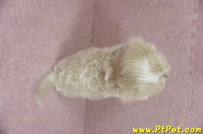 01/15奶油色馬爾泰迪 I 母幼犬(高雄新興)12