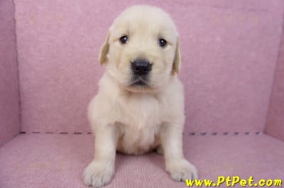 07/18黃金獵犬母幼犬2號(台南東區)2