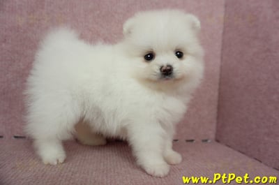 05/22迷你型松鼠白博美母幼犬(屏東高樹)6