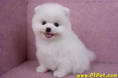 11/10松鼠白博美母幼犬(屏東內埔)11