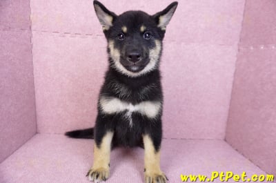 07/05黑色柴犬母幼犬(基隆仁愛)2