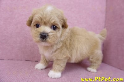 08/06奶油色馬爾泰迪母幼犬1號(桃園新屋)9