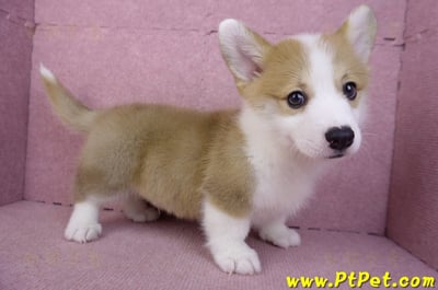 11/30雙色柯基犬公幼犬2號(高雄鳳山)7