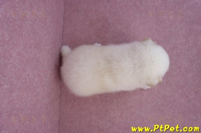 07/22白色柴犬公幼犬1號6