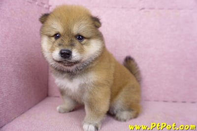 03/09赤色長毛柴犬公幼犬7