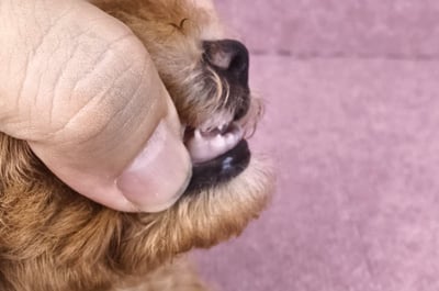 06/22泰迪比熊母幼犬(新竹市)2