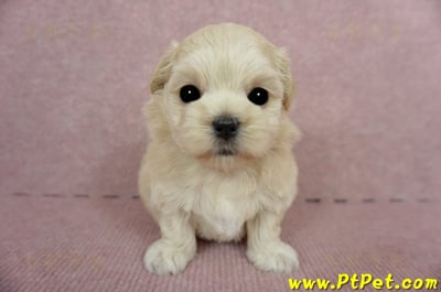 03/21奶油色馬爾泰迪 II 母幼犬1號(新竹市)2