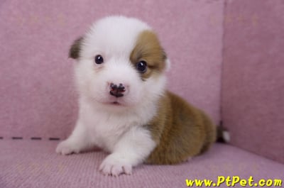 11/02雙色柯基犬公幼犬2號(屏東市)7