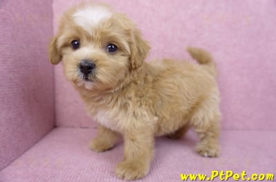 11/02馬爾泰迪母幼犬2號(新竹市)10