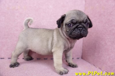 07/09巴哥公幼犬1號(新竹東區)8