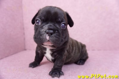 03/21虎斑色法國鬥牛公幼犬8