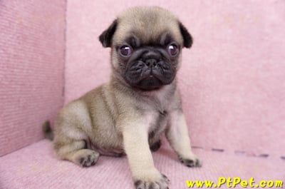 07/09巴哥公幼犬1號(台南關廟)5