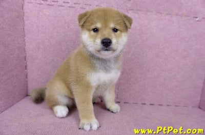 05/07赤色柴犬公幼犬3